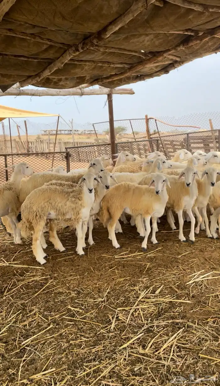 رخال حريه للبيع 1