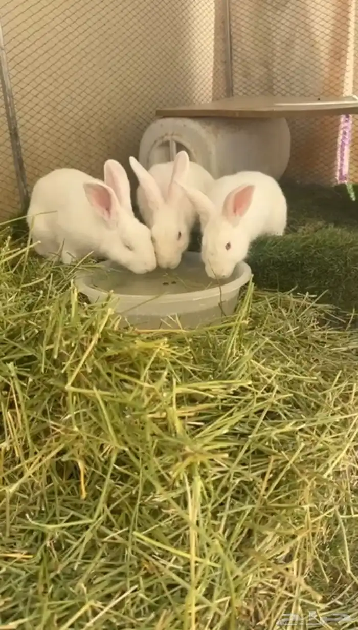 أرانب فرنسيه ذكر 2اناثي 0