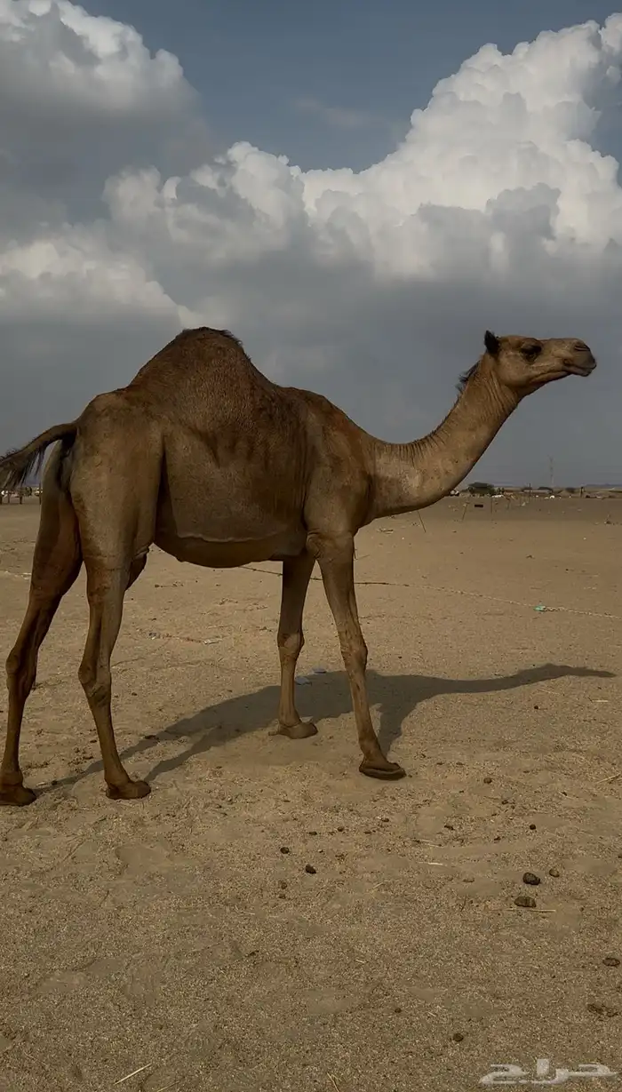 ملاقي ساحليه جرم وزين وديس 0