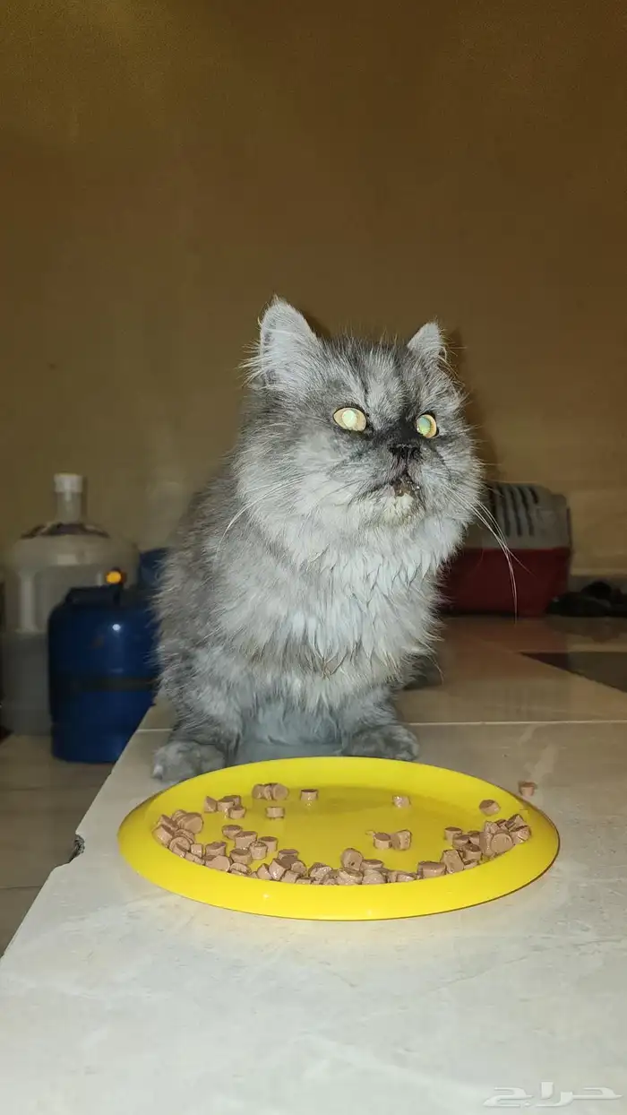 قطه فارسيه للتبني لقيتها في الشارع 3