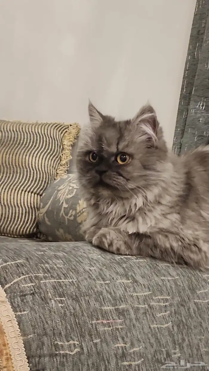 قطه فارسيه للتبني لقيتها في الشارع 0