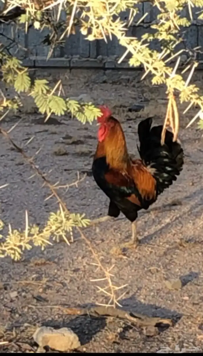 ديك عربي منتج للبيع 0