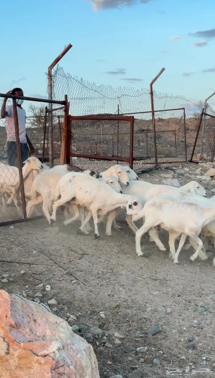 ضان مراح شهران 5