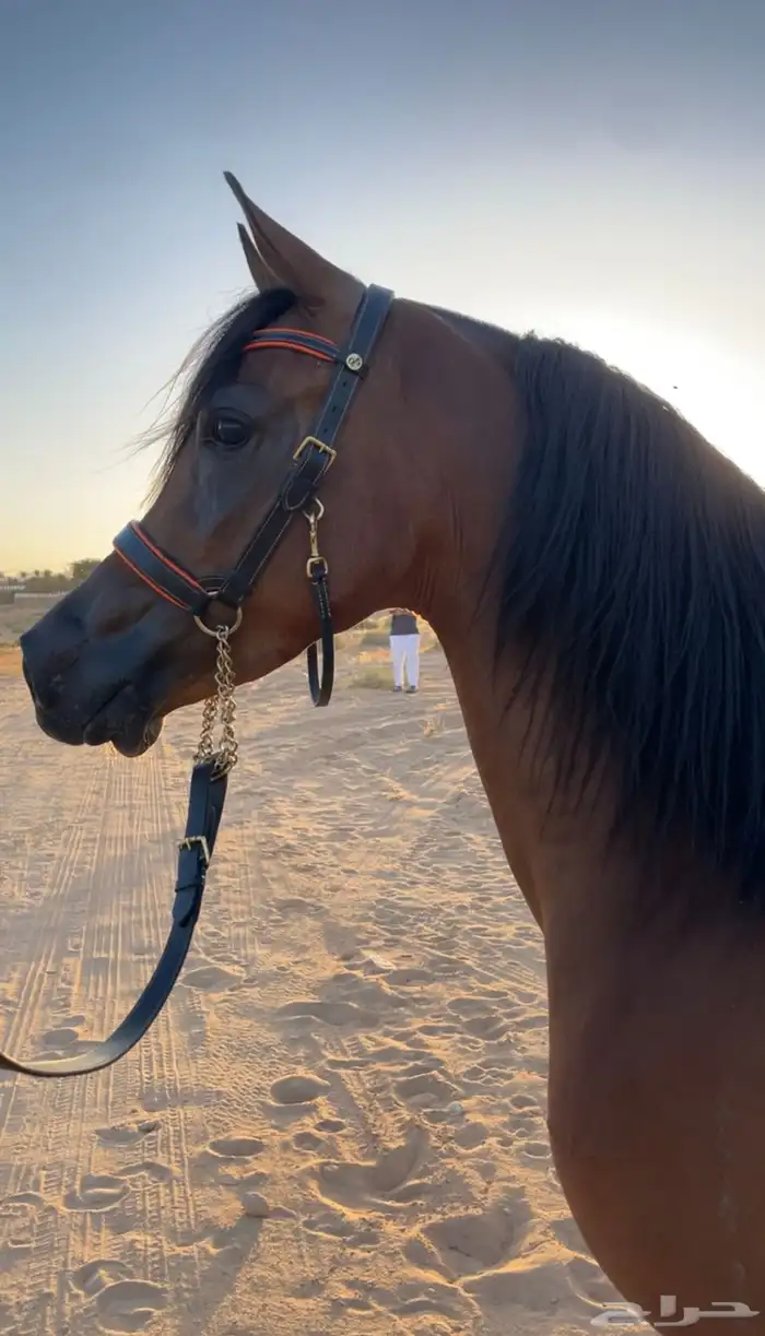 فرس واهو فاخره ولقاح ثقيل 0