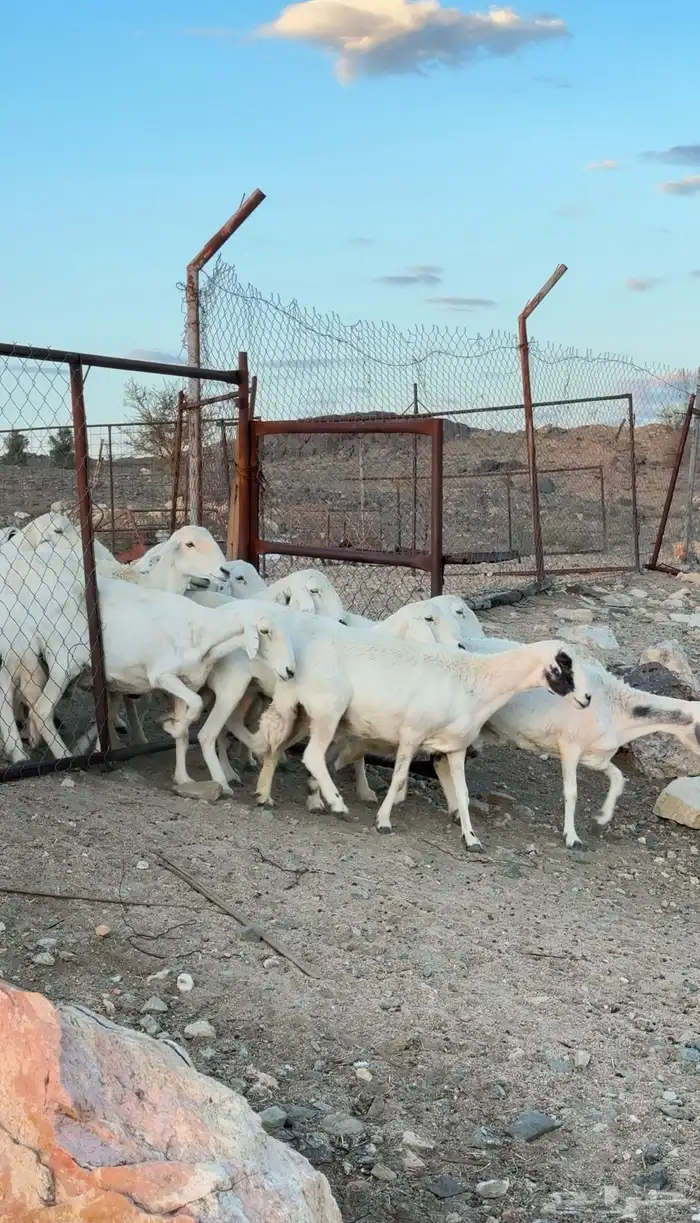 ضان مراح شهران 1