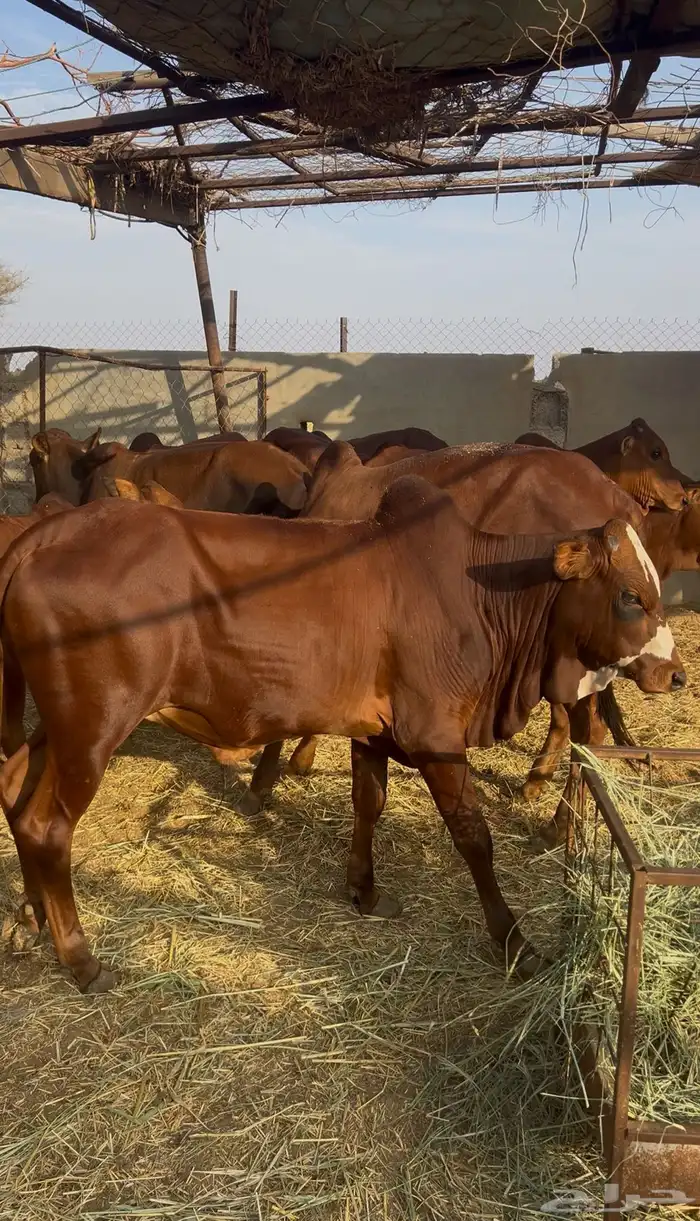 حسلان بلدي دهم 3