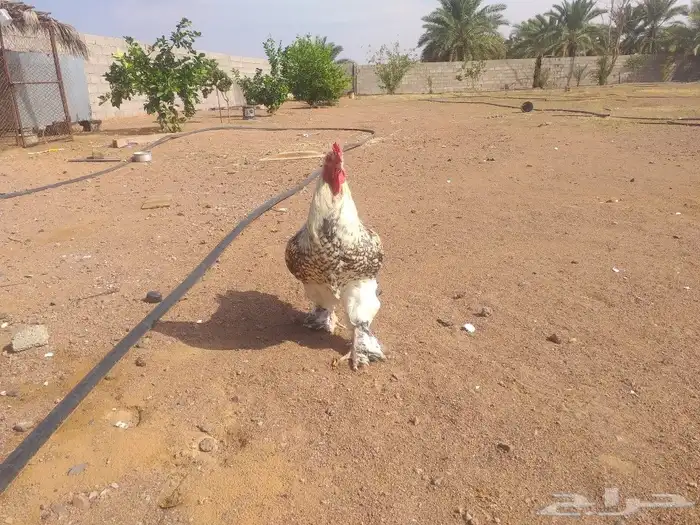 ديكين ودجاجه براهما للبيع 3