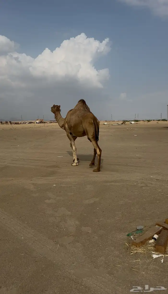 لقحه للبيع 6