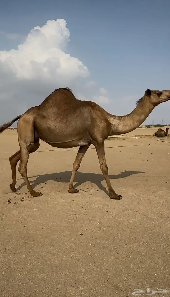 ملاقي ساحليه جرم وزين وديس 2