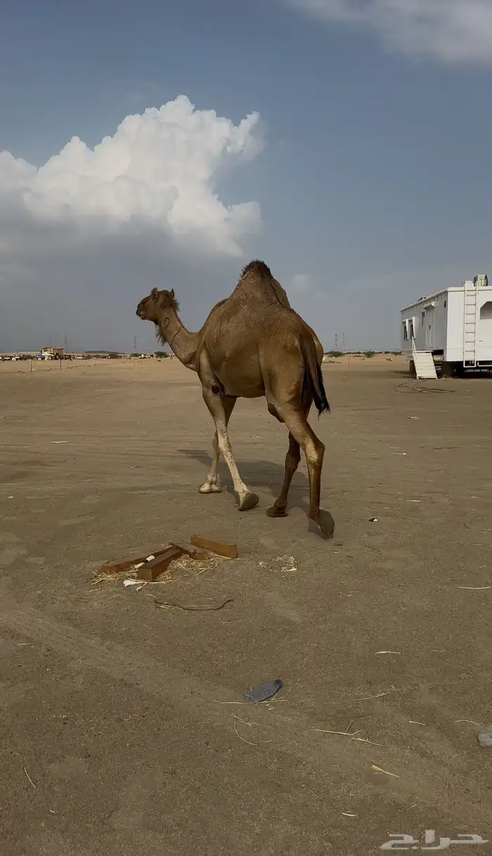 لقحه للبيع 7