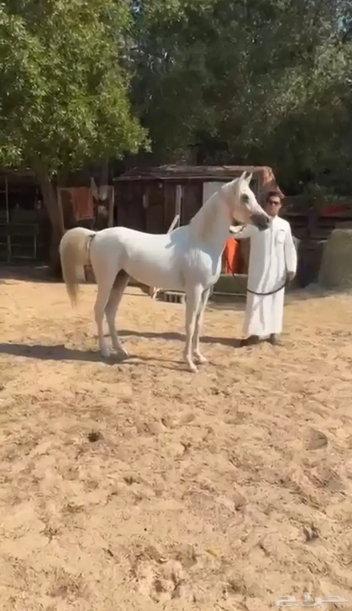 حصان شعبي طيب ب الحيل 0