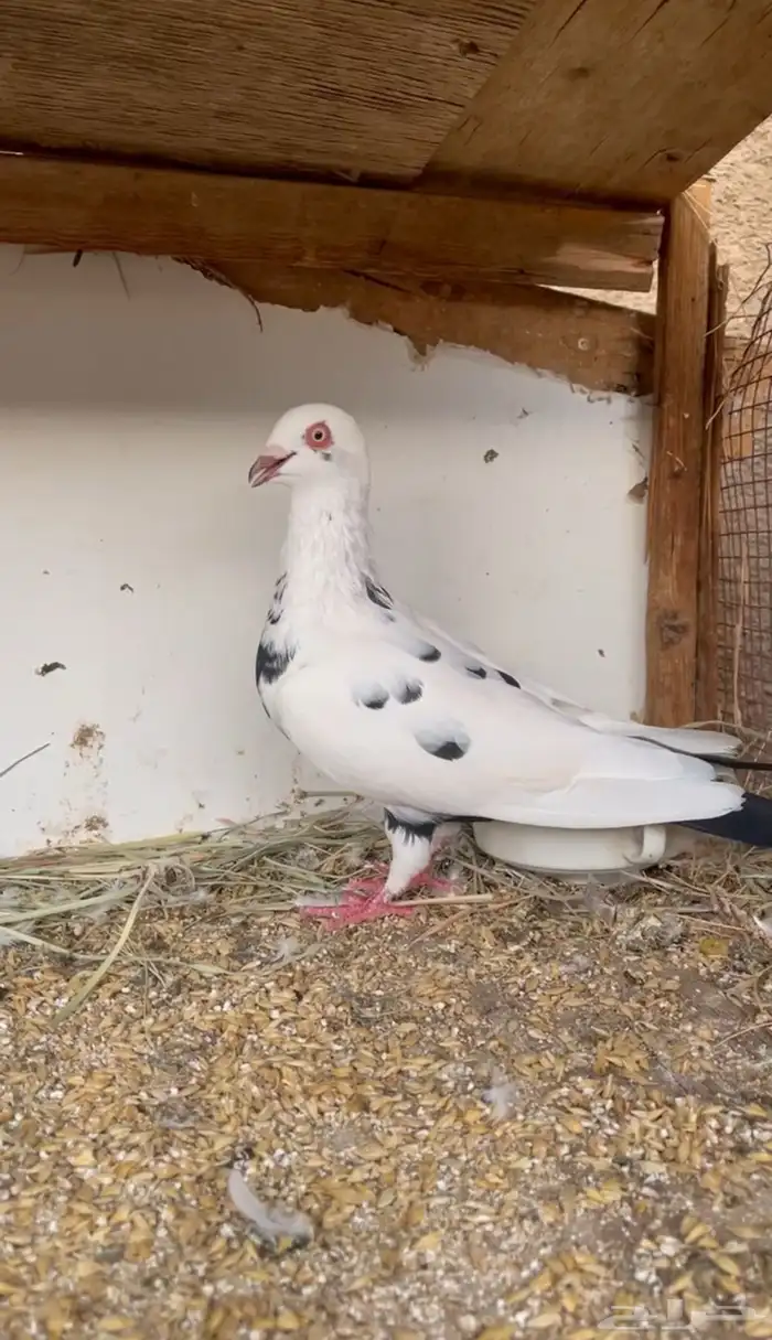 حمام مشكل و في غيره ازواج و فرايد 5