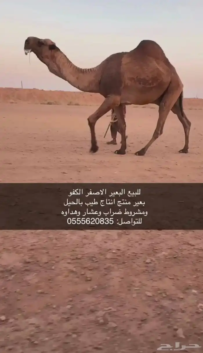 للبيع البعير الكفو 0