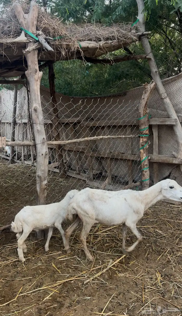 نعجه منتوج 0