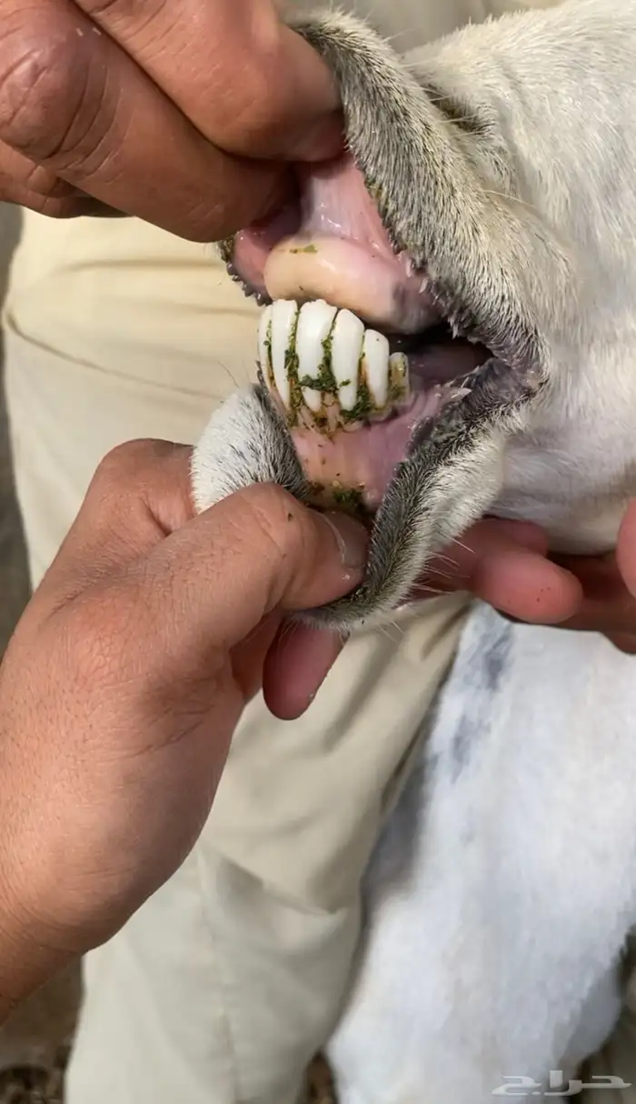 شاه طيبه تحتها خاروف الصحه ممتازه 1