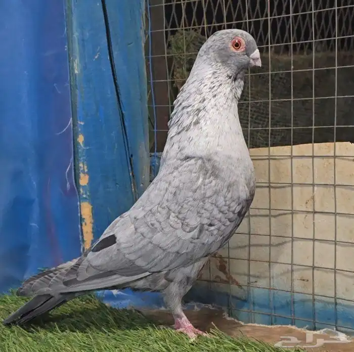 جوز قرقاطي ناعم مدلل 1