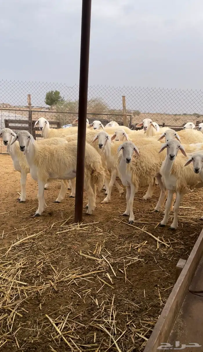 رخال حريه للبيع 0