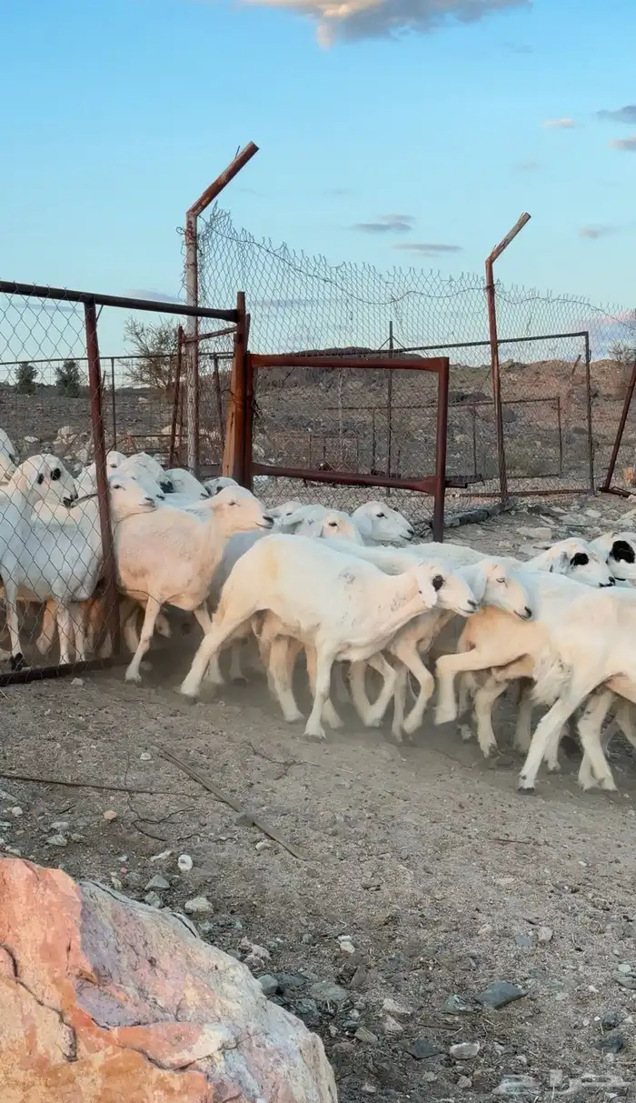 ضان مراح شهران 6