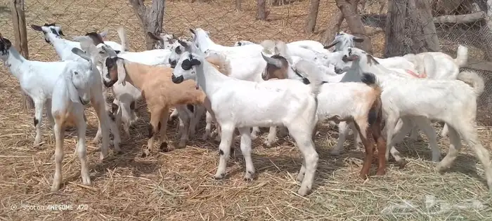 تيوس وجفرات بلدي من 650 ريال 0