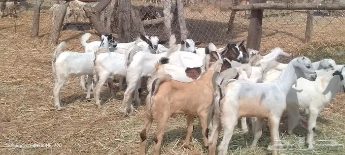 تيوس وجفرات بلدي من 650 ريال 1