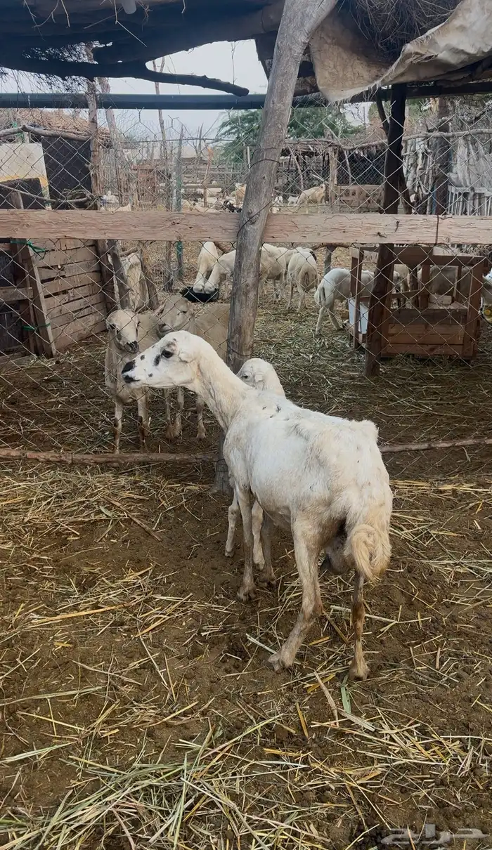 نعجه منتوج 1