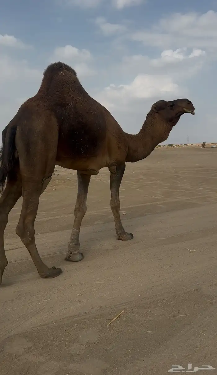 بعير حمر الدهم عكش مشروط 0