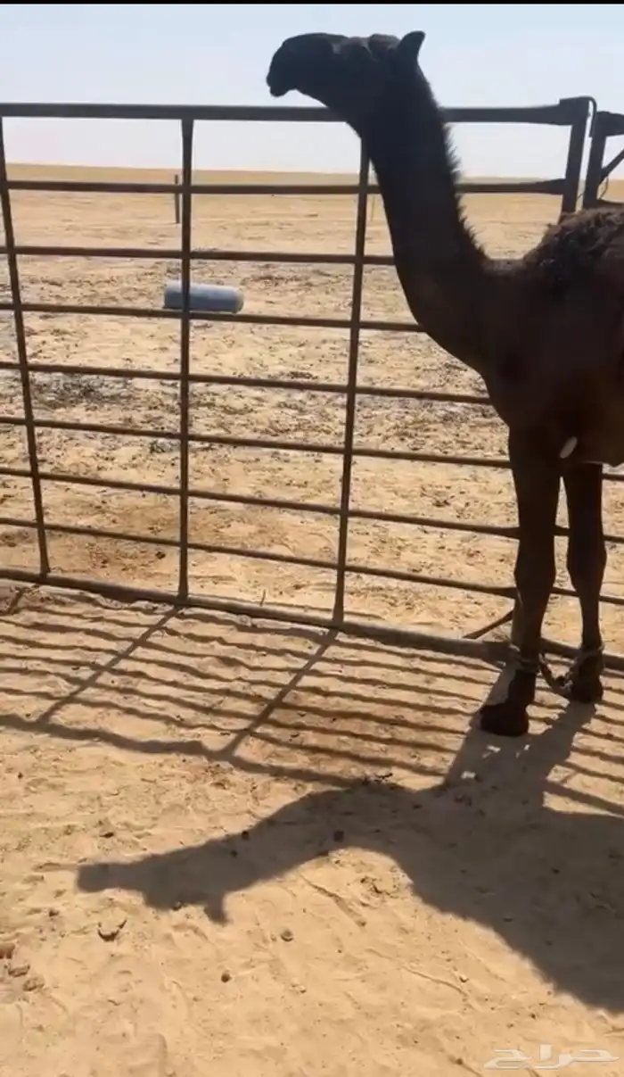 قعود وحيداني مقنويي 0