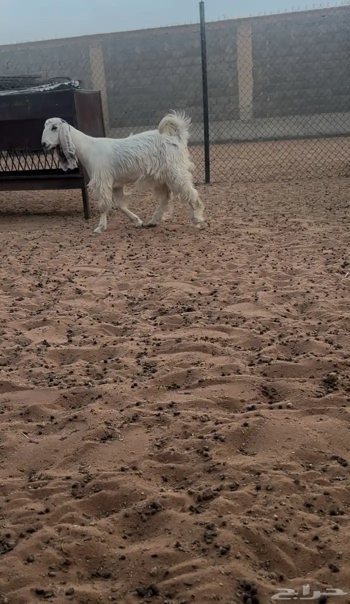 جفره بيضاء خصممم 2