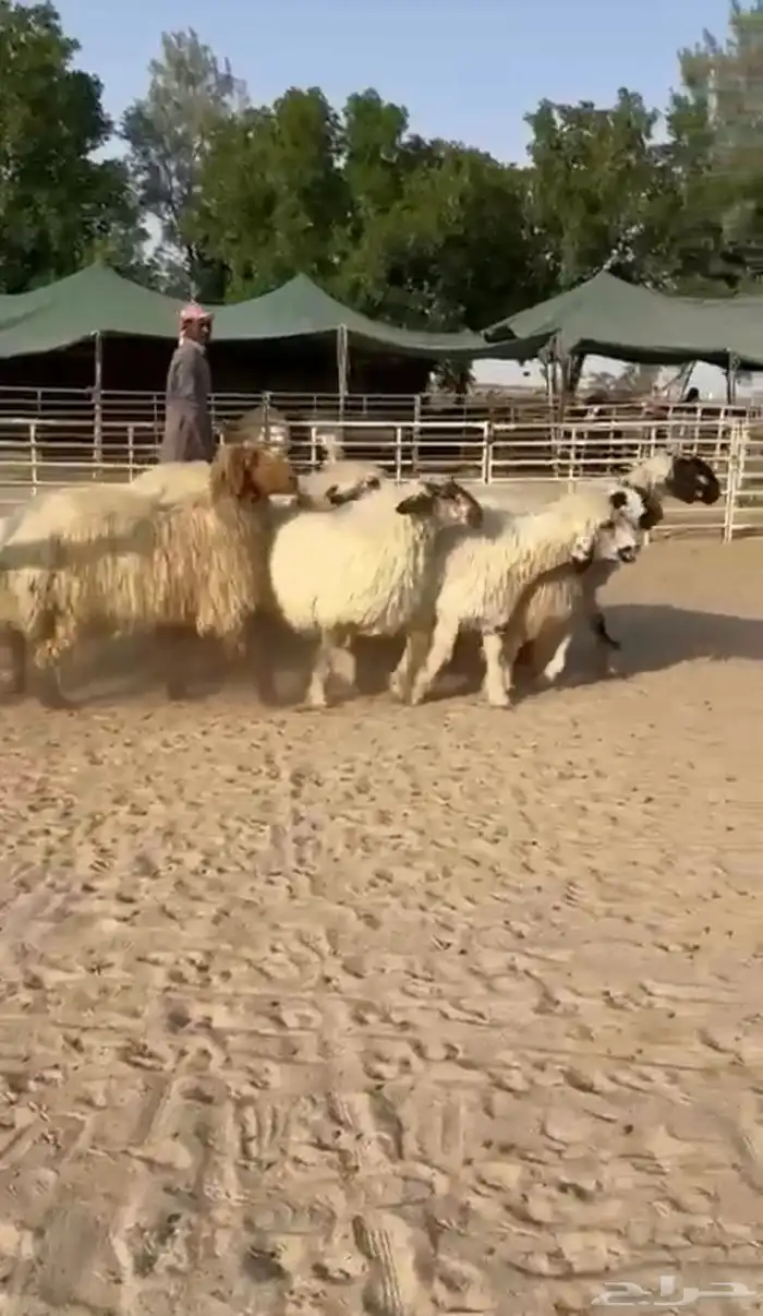 غنم عرب بيض 2