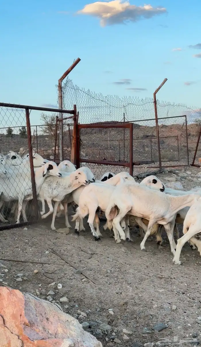 ضان مراح شهران 2