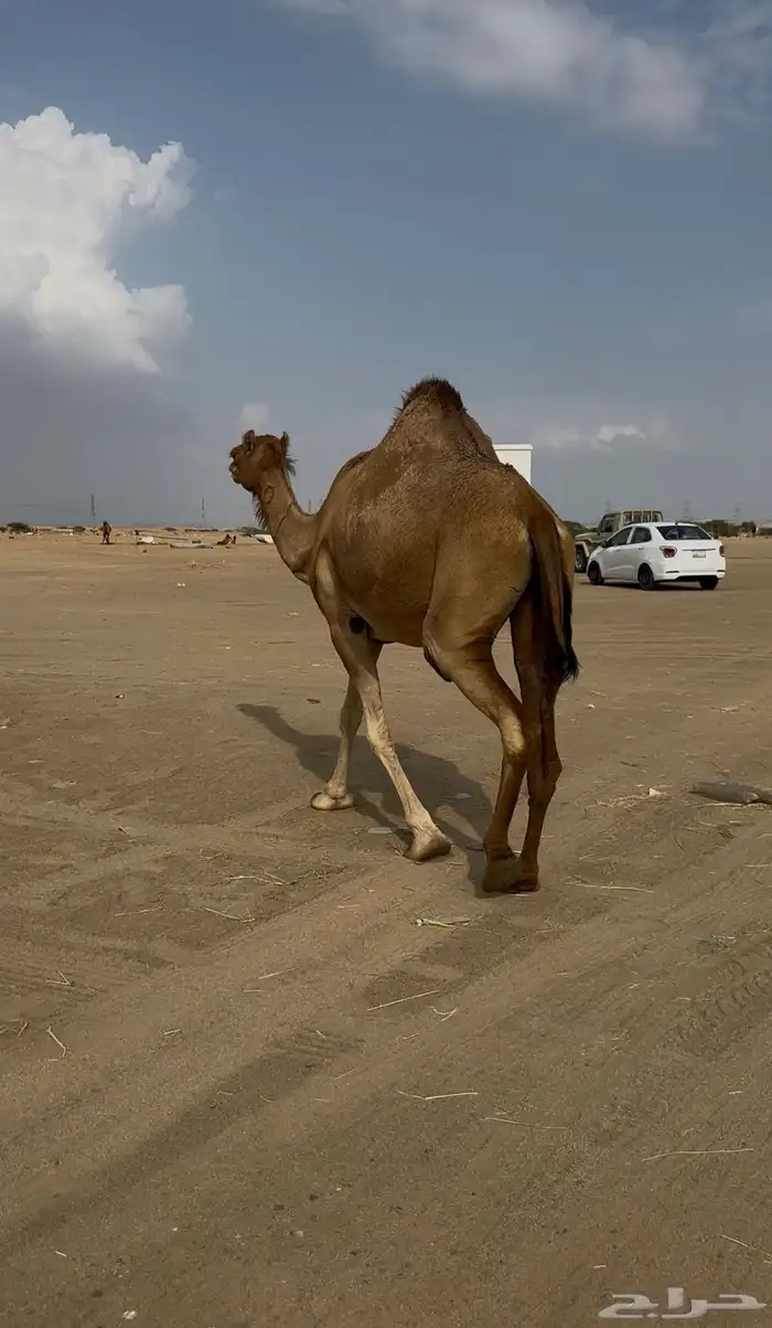 لقحه للبيع 0