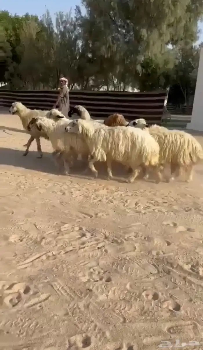 غنم عرب بيض 1