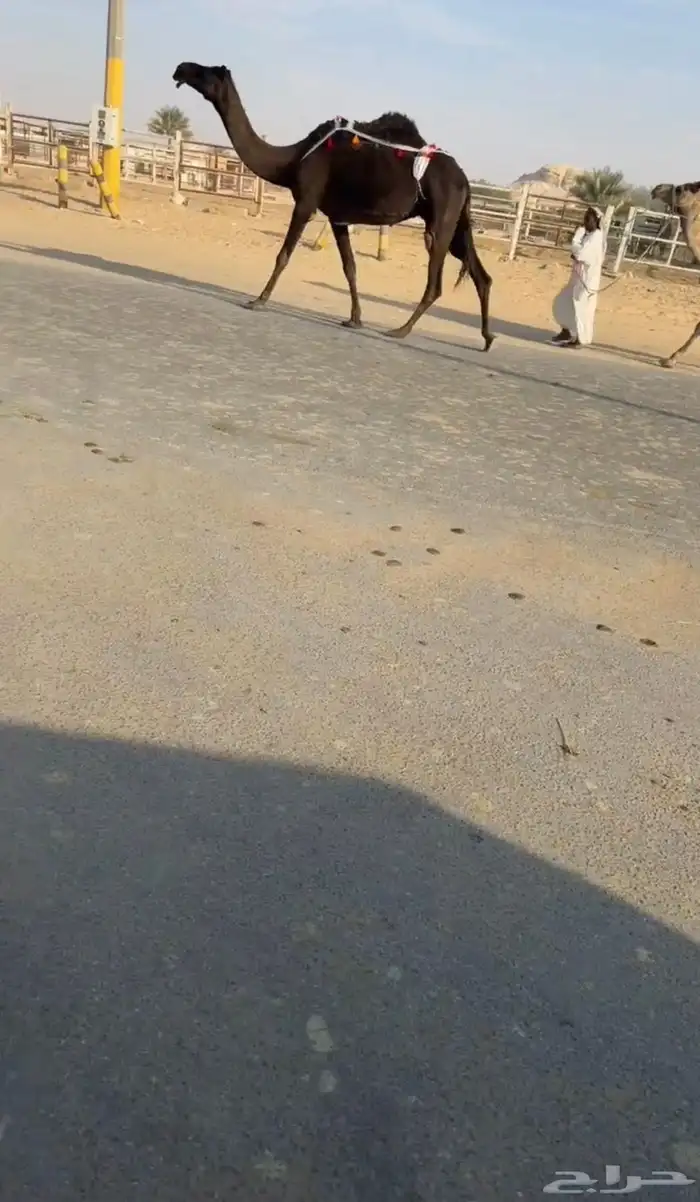 عشاير طيبات وسليمه من العذاريب 1