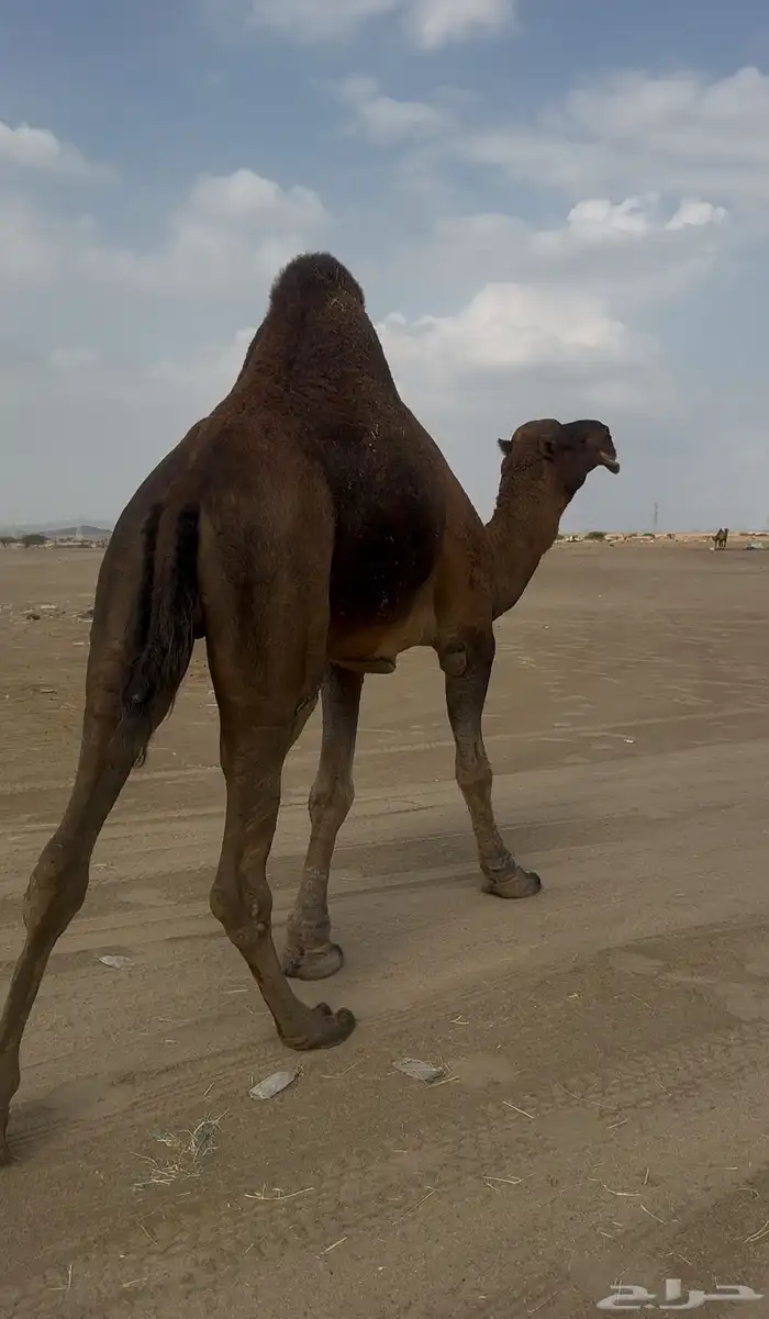 بعير حمر الدهم عكش مشروط 1