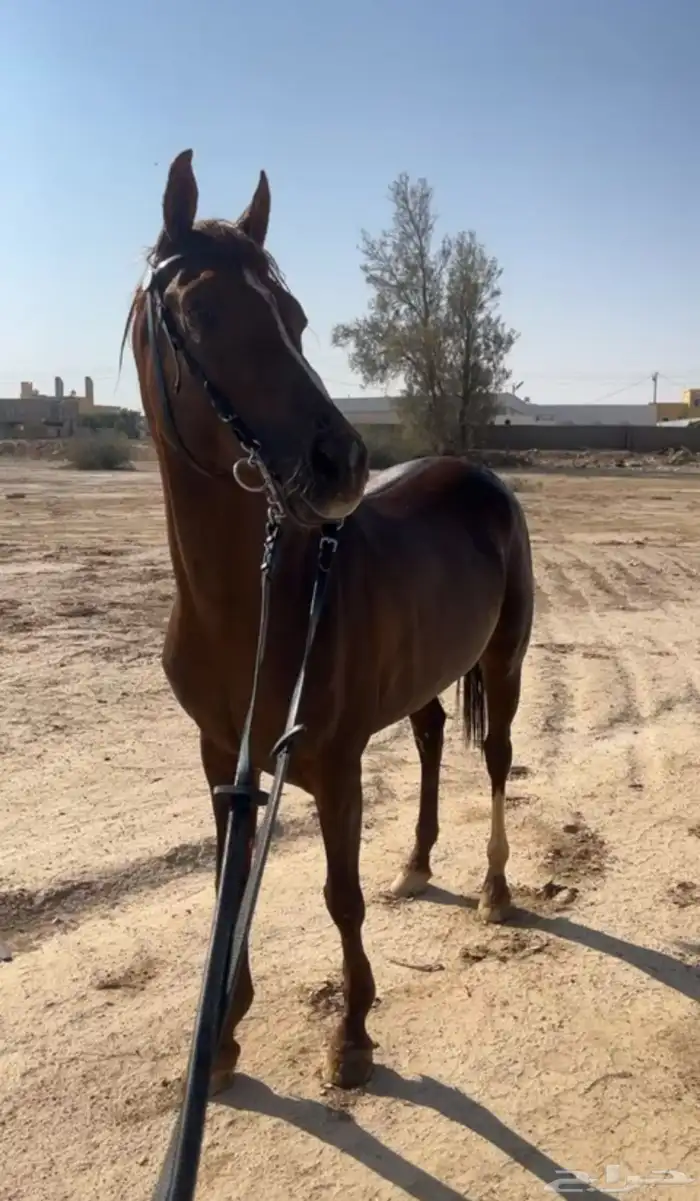 حصان شعبي كفو 1