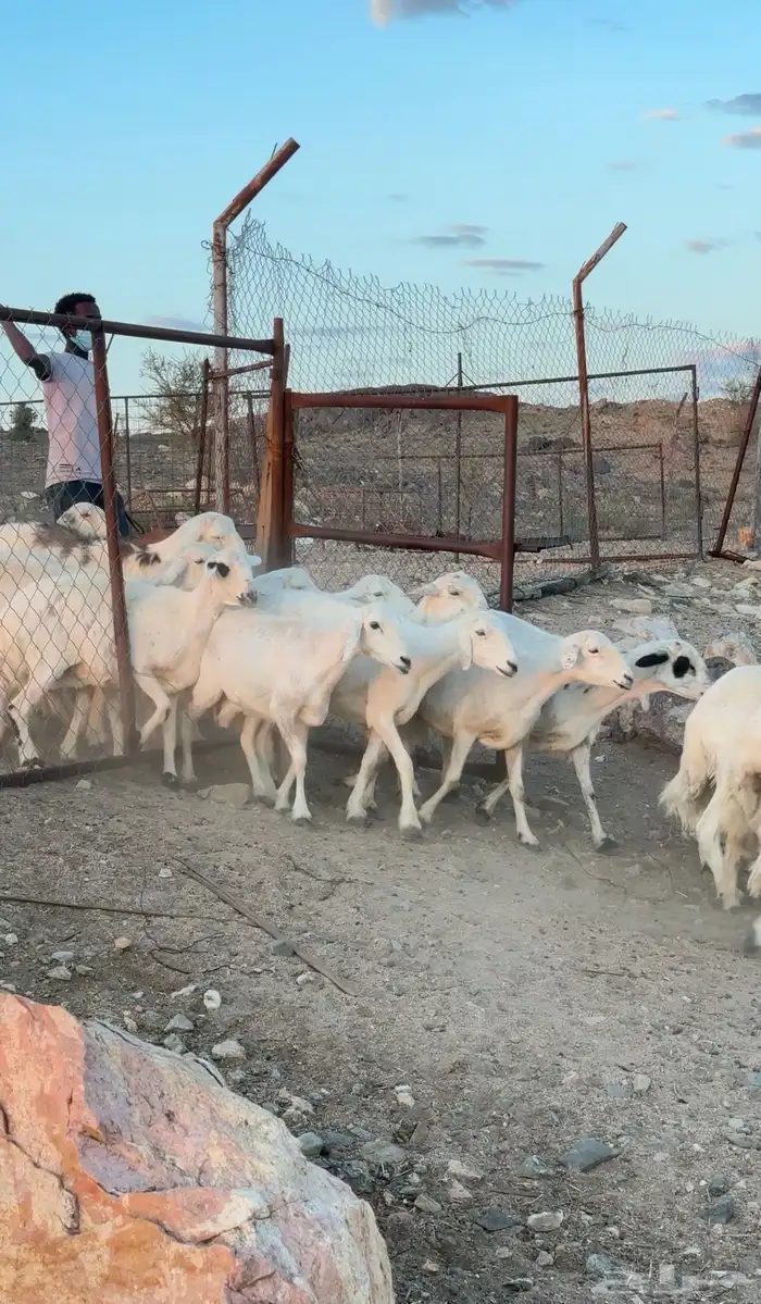 ضان مراح شهران 4