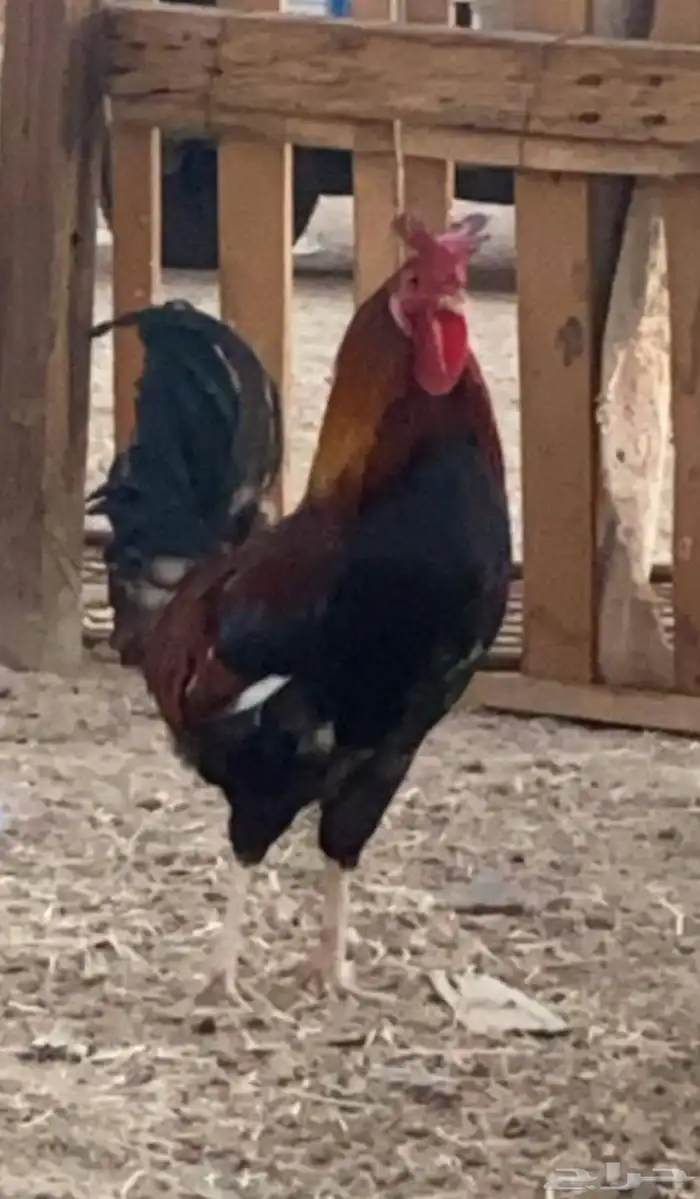 ديك عربي اصيل تراثي ( تاج ) 1