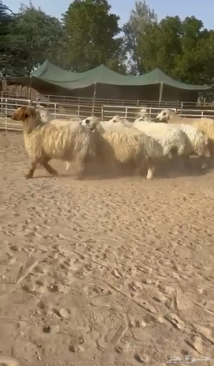 غنم عرب بيض 4