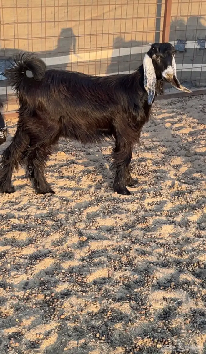 جفره عارضيه (( تم البيع )) 0