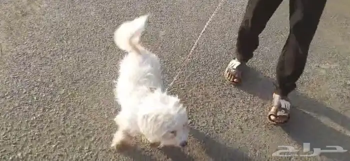 كلبة للبيع او البدل 0