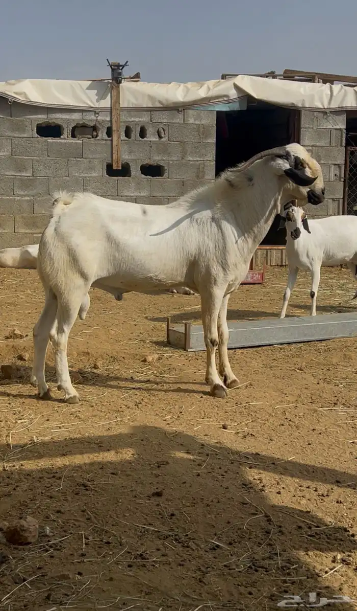 تيس مشروع فحل بيشي 1