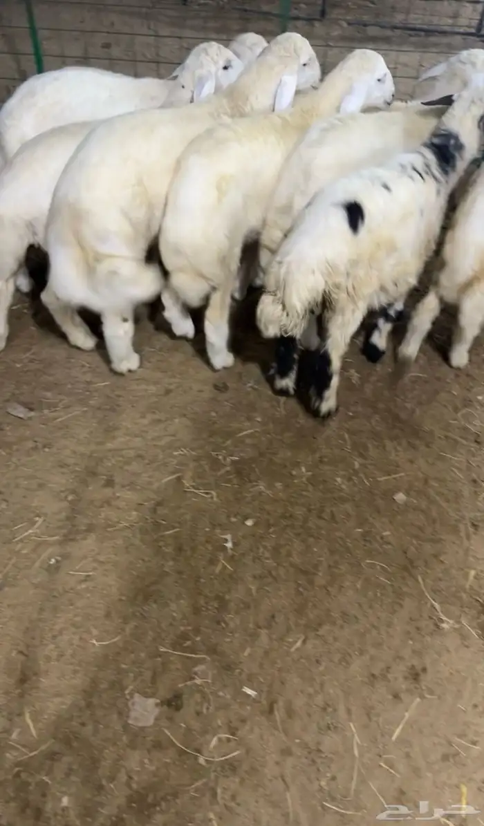 تم البيع الله يبارك للمشتري ويرزقنا ويرزق كل من يقراء 2