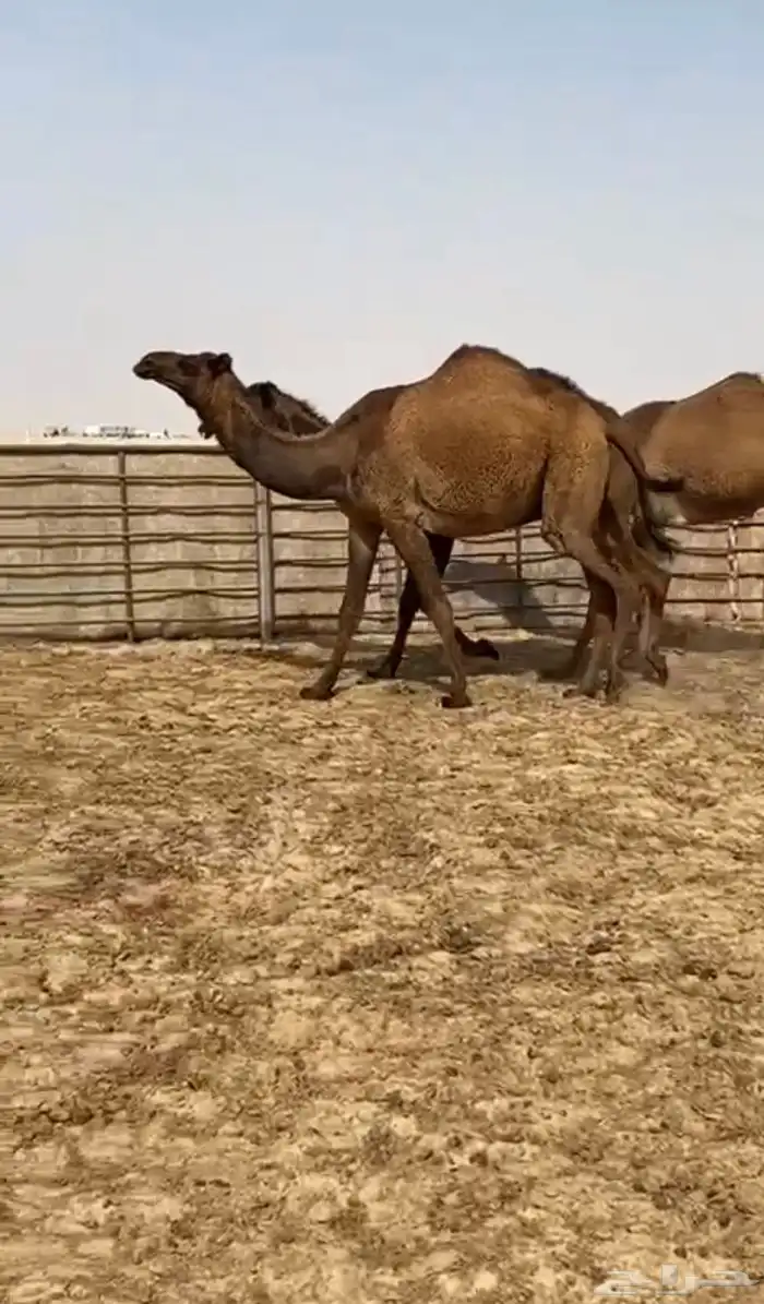 بكار صفر طيبه 0