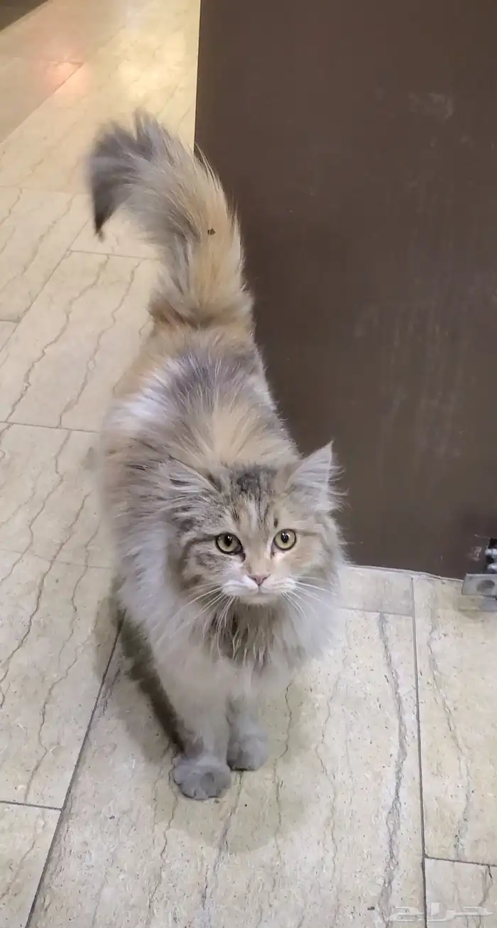 قطة للبيع 200 ريال 0