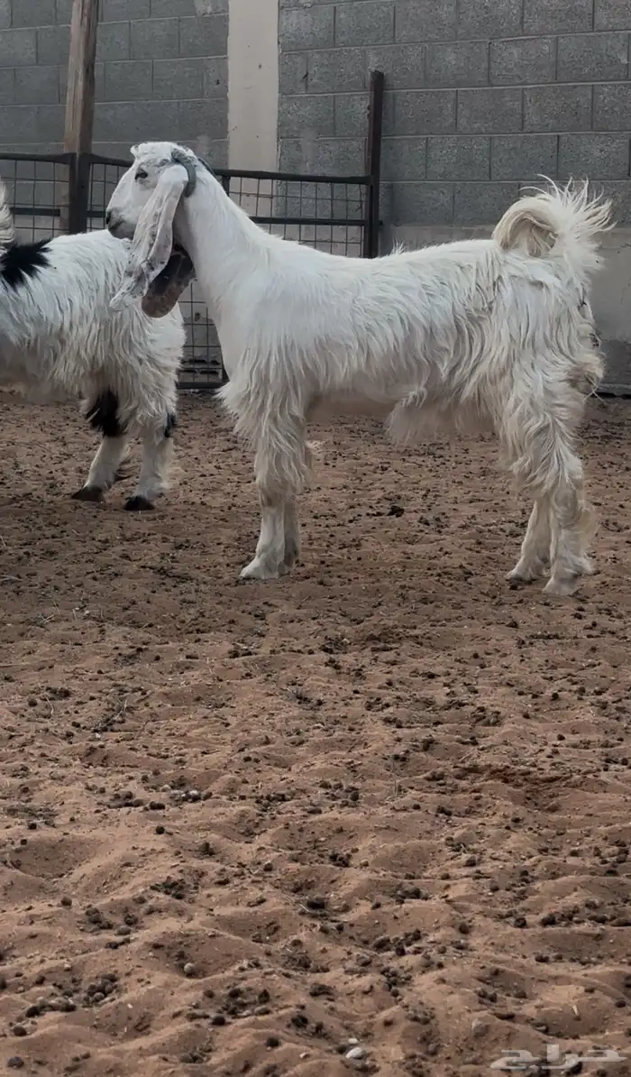 جفره بيضاء خصممم 1