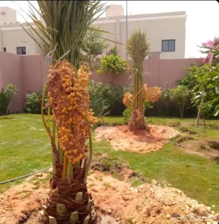 نخل للبيع نقايل جثايث خلاص صقعي سكري شيشي سلج غر برحي هلالي 2