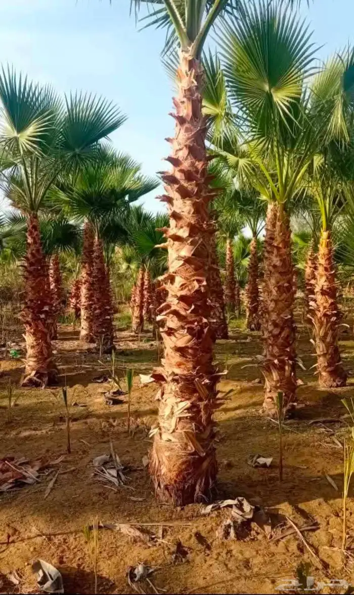 توريد وزراعه نخيل واشنطني وعربي بجميع المقاسات 3