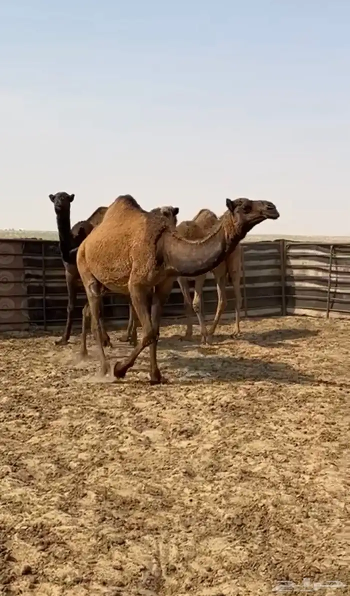 بكار صفر طيبه 2