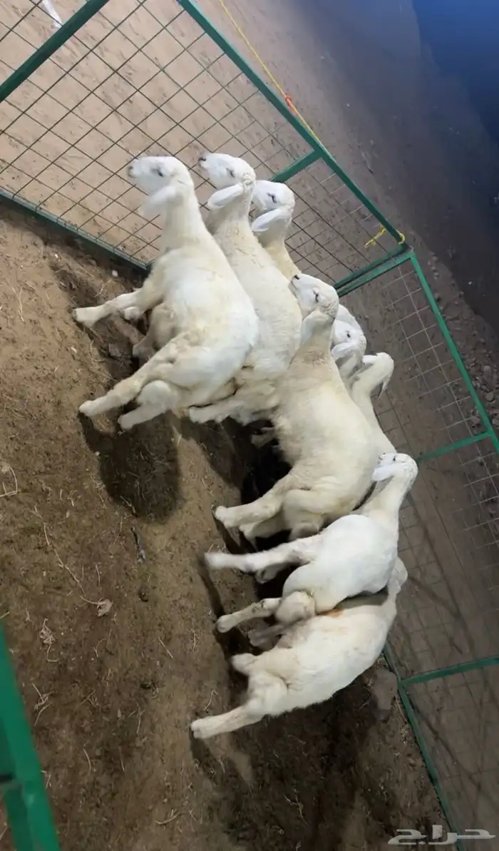 تم البيع الله يبارك للمشتري ويرزقنا ويرزق كل من يقراء 0