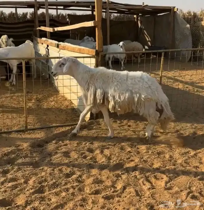 فحل حري ثني 2